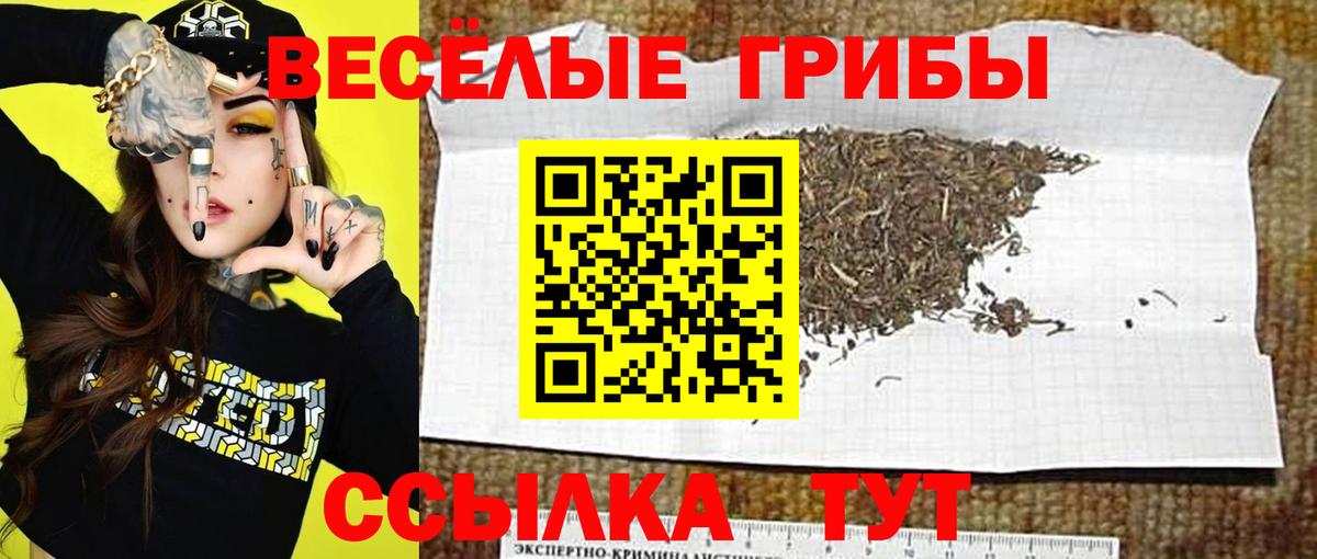Псилоцибиновые грибы GOLDEN TEACHER  Вход с VPN  Ставрополь 